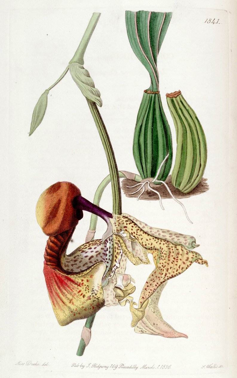 Coryanthes macrantha alkotó: Miss Drake