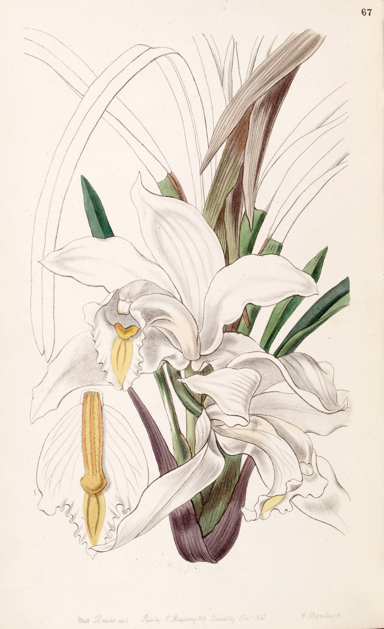 Cymbidium elefántcsont alkotó: Miss Drake