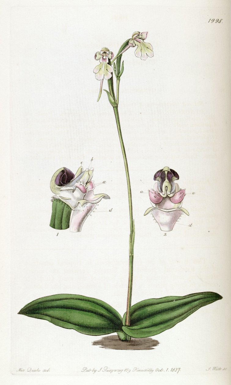 Cynorkis fastigiata (Cynorchis fastigiata néven írva) alkotó: Miss Drake