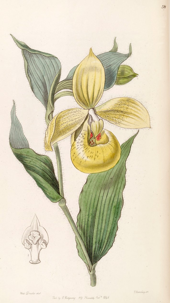 Cypripedium irapeanum alkotó: Miss Drake