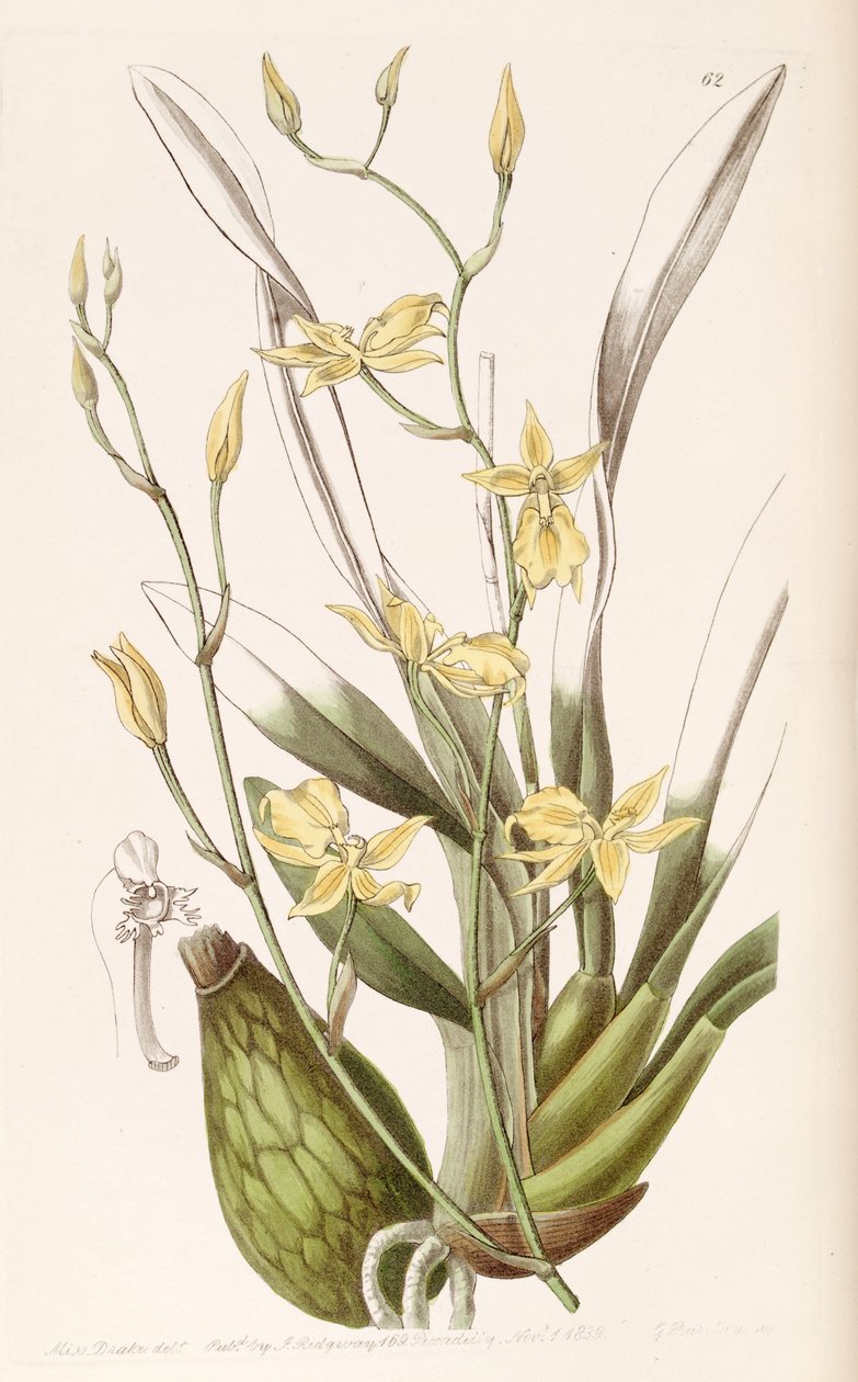 Cyrtochilum aureum (mint Syn. Cyrtochilum mystacinum) alkotó: Miss Drake