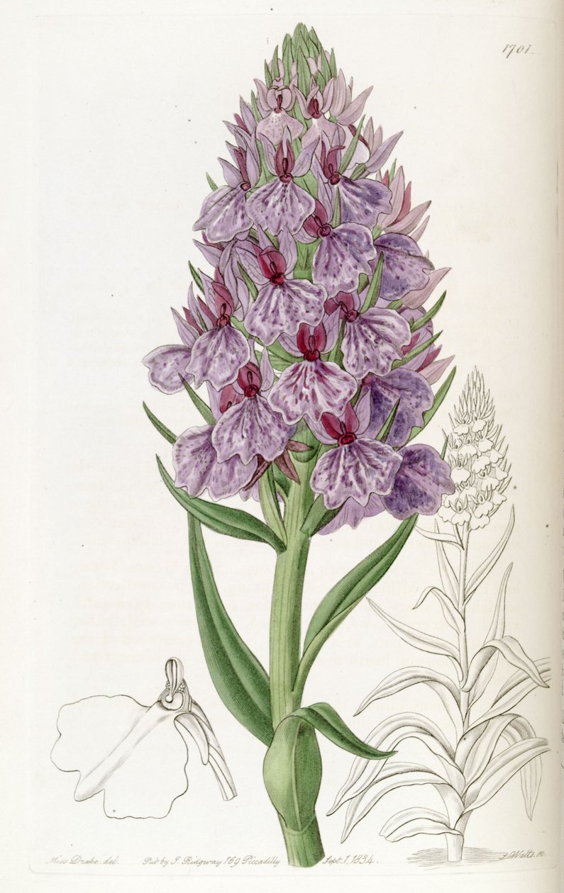 Dactylorhiza foliosa (mint szin. Orchis foliosa) alkotó: Miss Drake