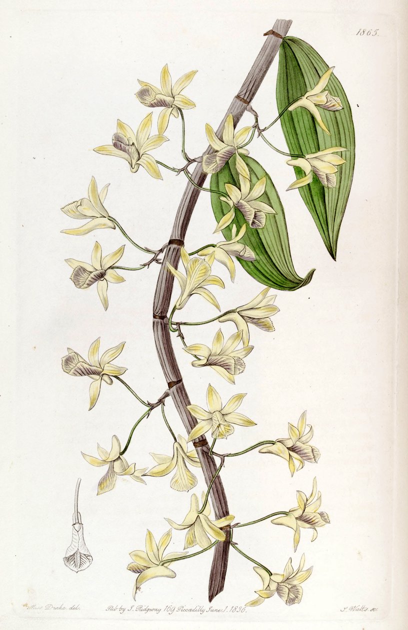 Dendrobium aphyllum (mint syn. Dendrobium macrostachyum) alkotó: Miss Drake