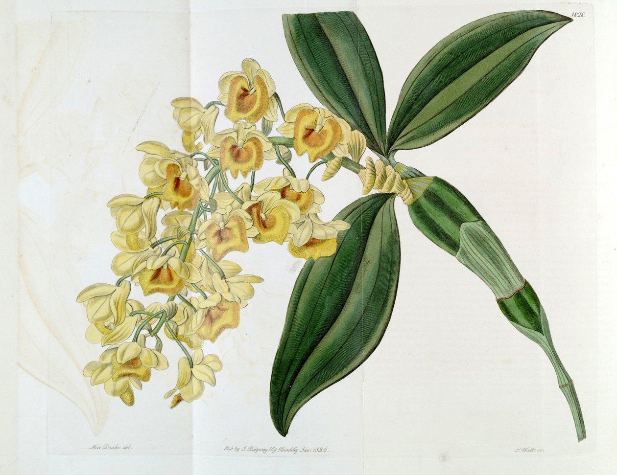 Dendrobium densiflorum alkotó: Miss Drake