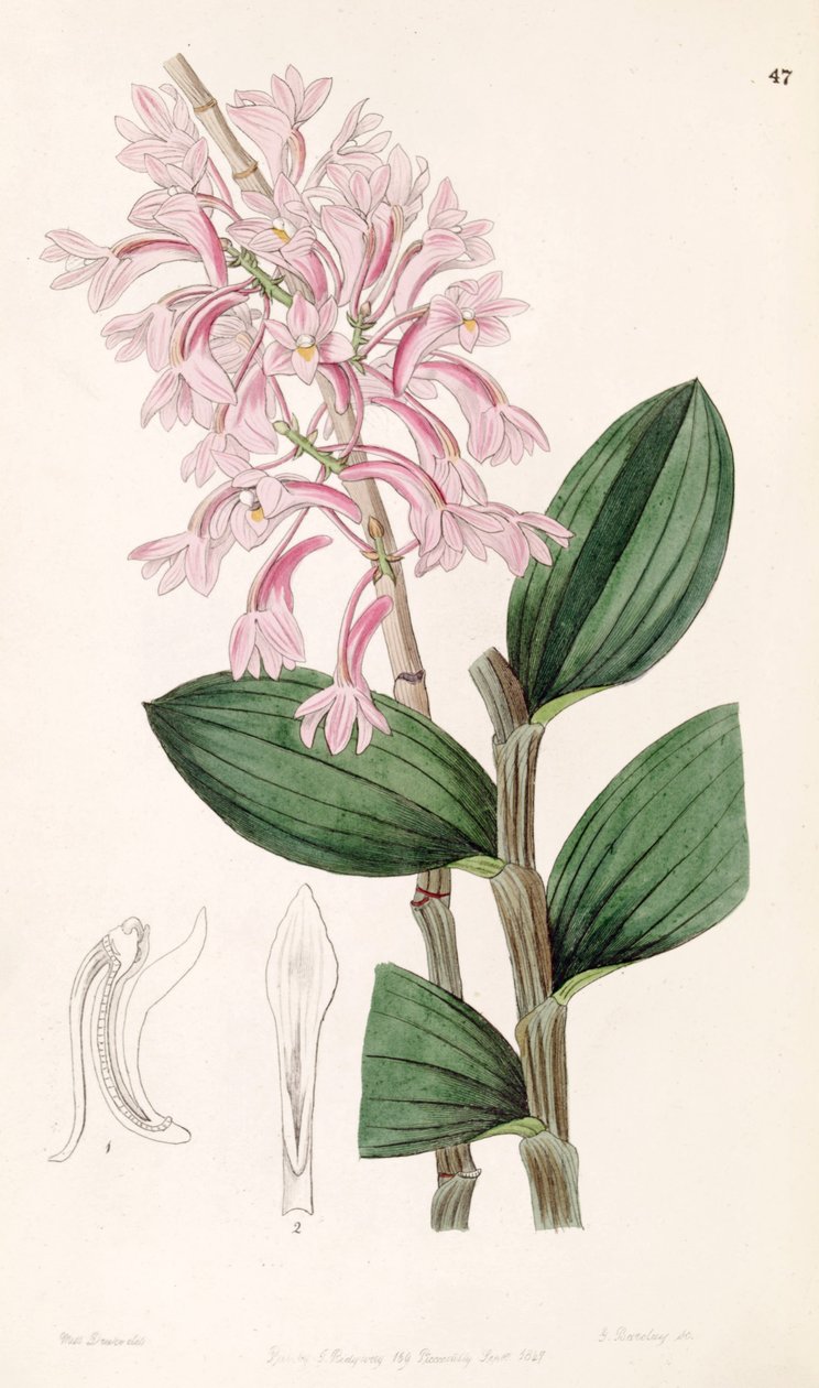 Dendrobium hasseltii (mint syn. Dendrobium kuhlii) alkotó: Miss Drake