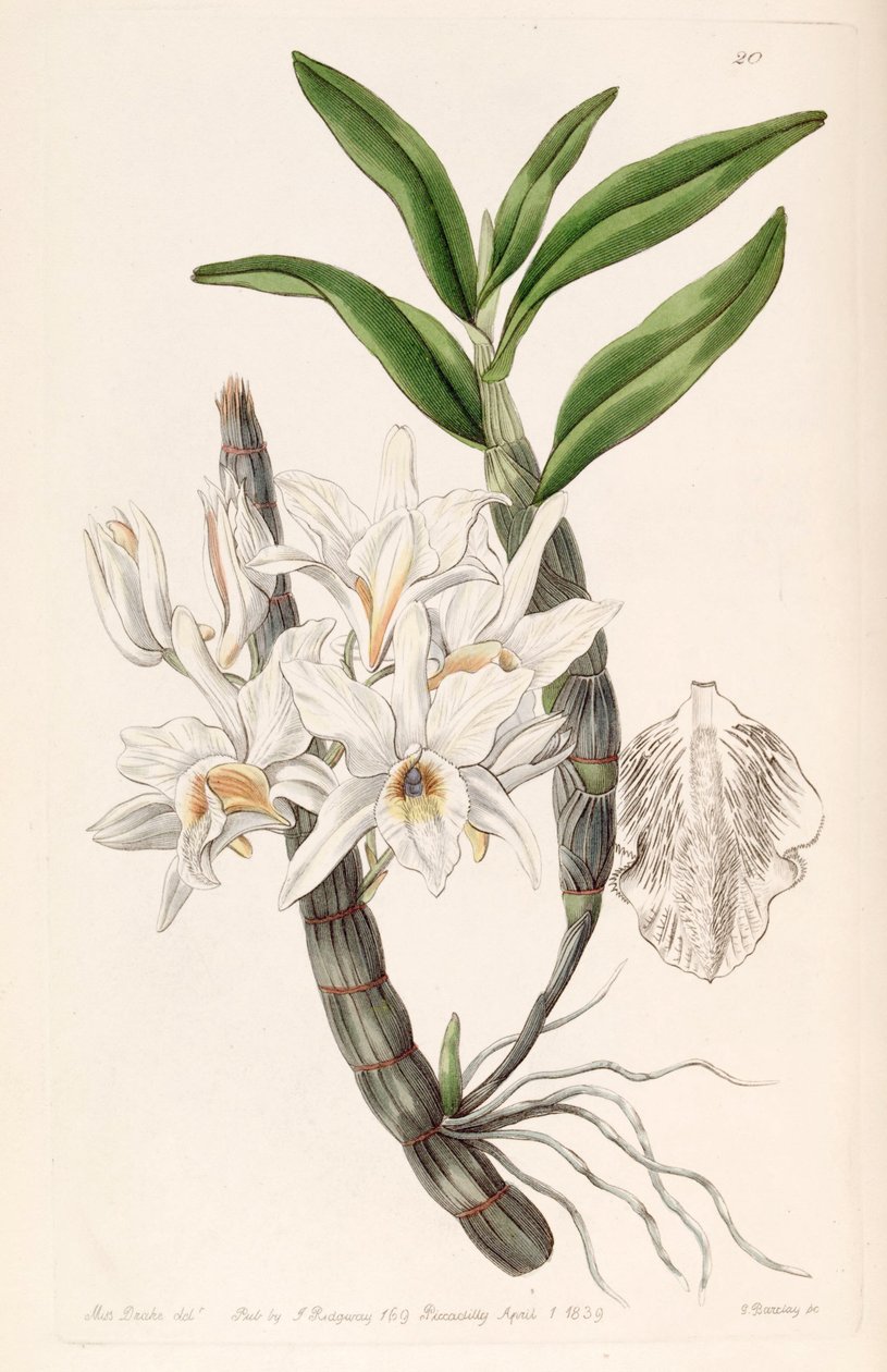 Dendrobium heterocarpum (mint syn. Dendrobium aureum var. Pallidum) alkotó: Miss Drake