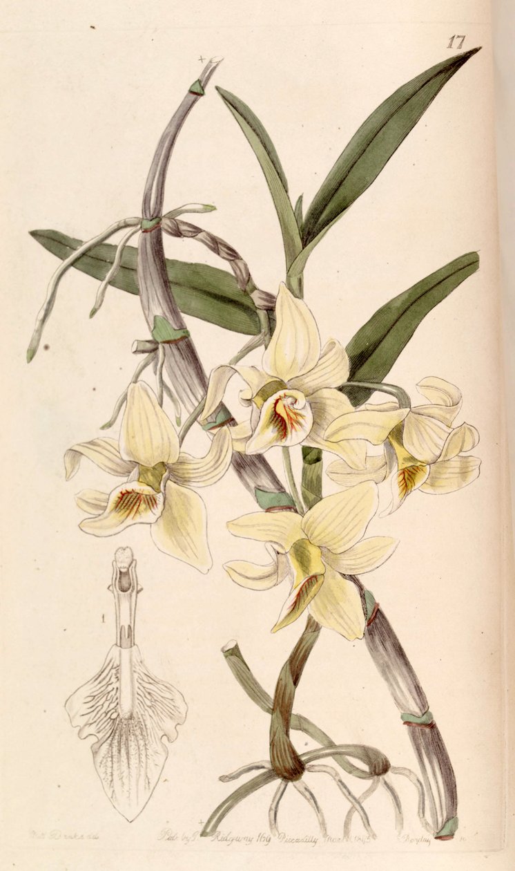 Dendrobium heterocarpum (mint syn. Dendrobium rhombeum) alkotó: Miss Drake