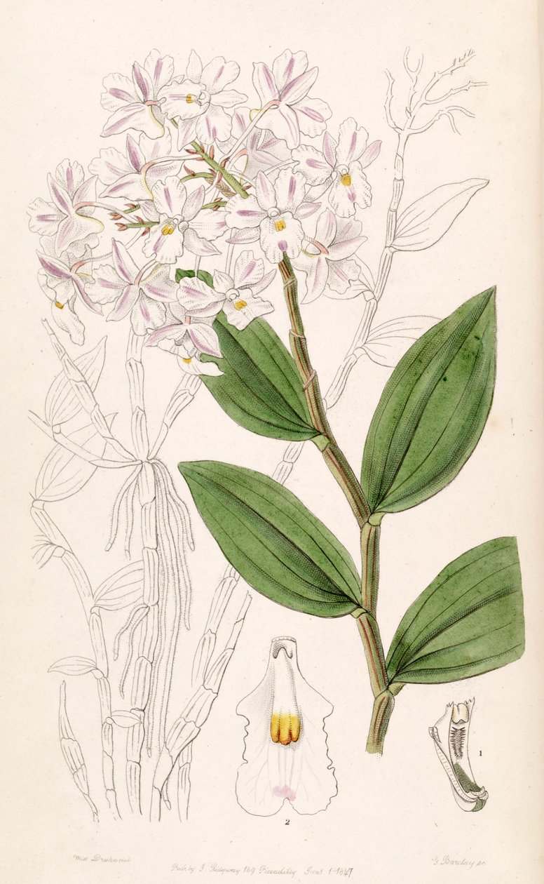 Dendrobium mutabile (mint syn. Dendrobium triadenium) alkotó: Miss Drake
