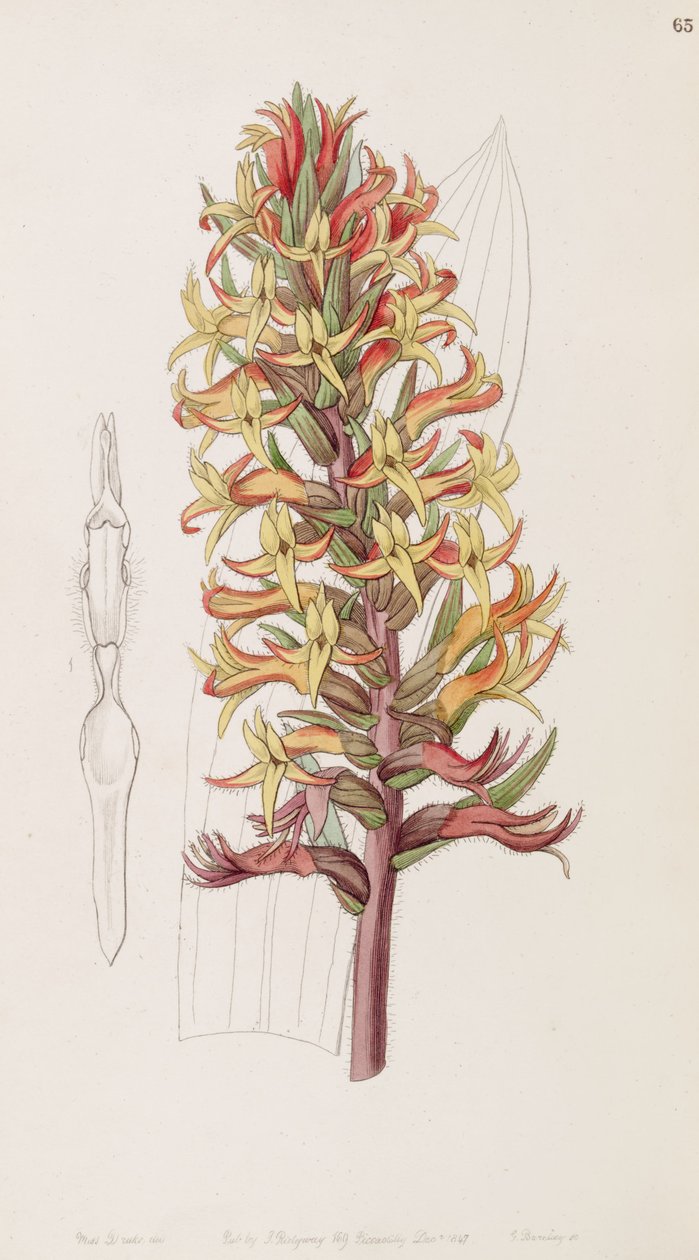 Dichromanthus cinnabarinus (mint syn. Stenorrhynchos cinnabarinum, Lindley betűzve Stenorhynchus cinnabarinus) alkotó: Miss Drake
