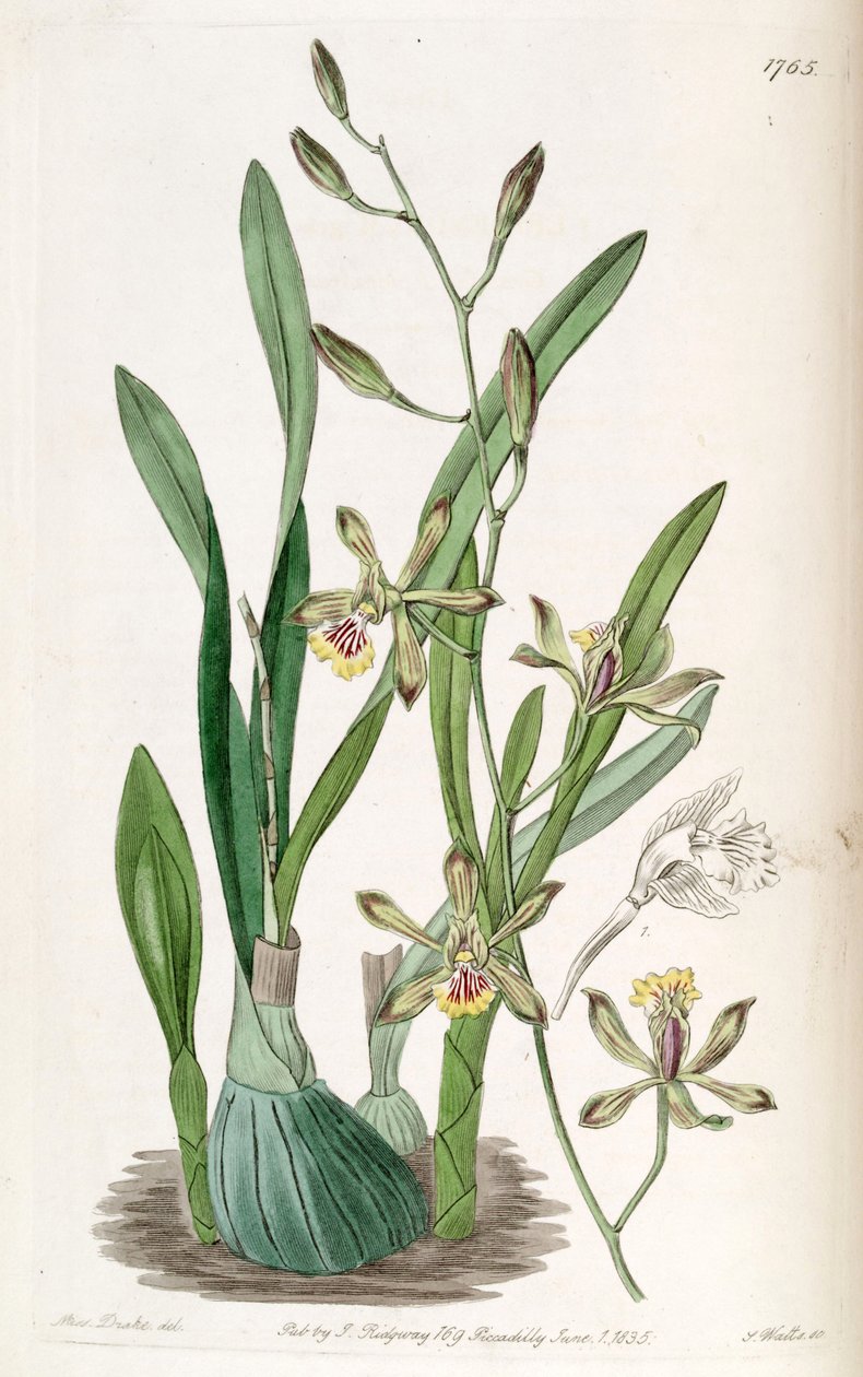 Encyclia gracilis (mint szin. Epidendrum gracile) alkotó: Miss Drake