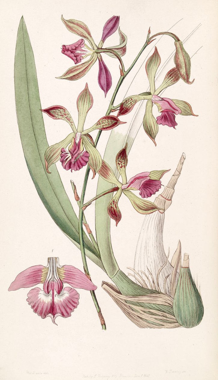 Encyclia plicata (mint szin. Epidendrum plicatum) alkotó: Miss Drake