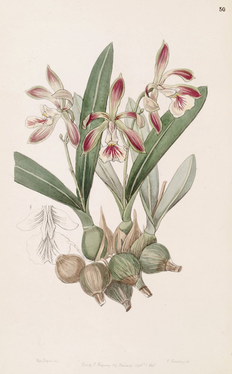 Encyclia pyriformis (mint szin. Epidendrum pyriforme) alkotó: Miss Drake