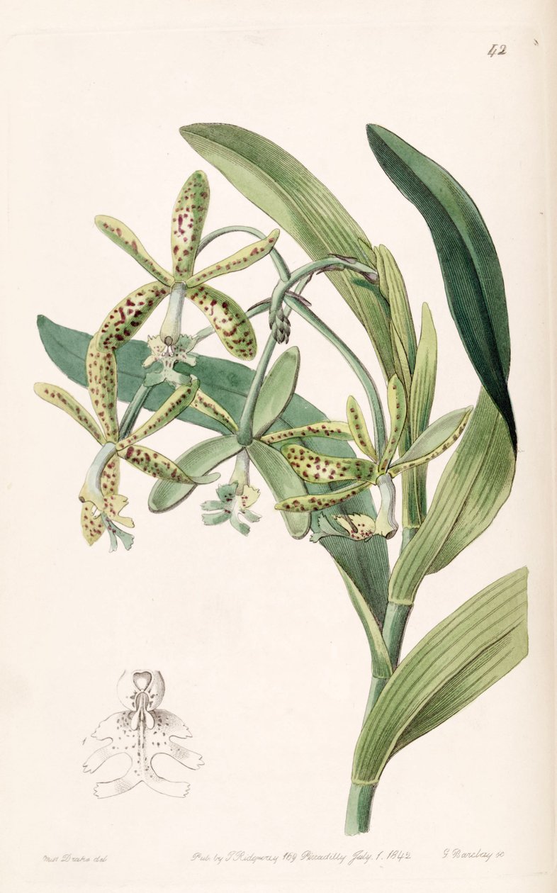 Epidendrum cristatum (mint szin. Epidendrum raniferum) alkotó: Miss Drake