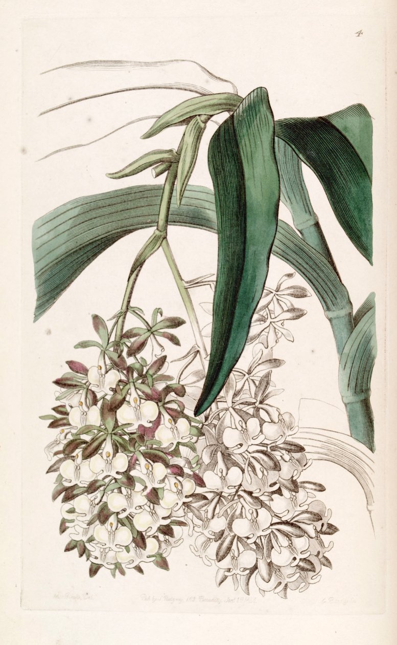 Epidendrum dipus alkotó: Miss Drake