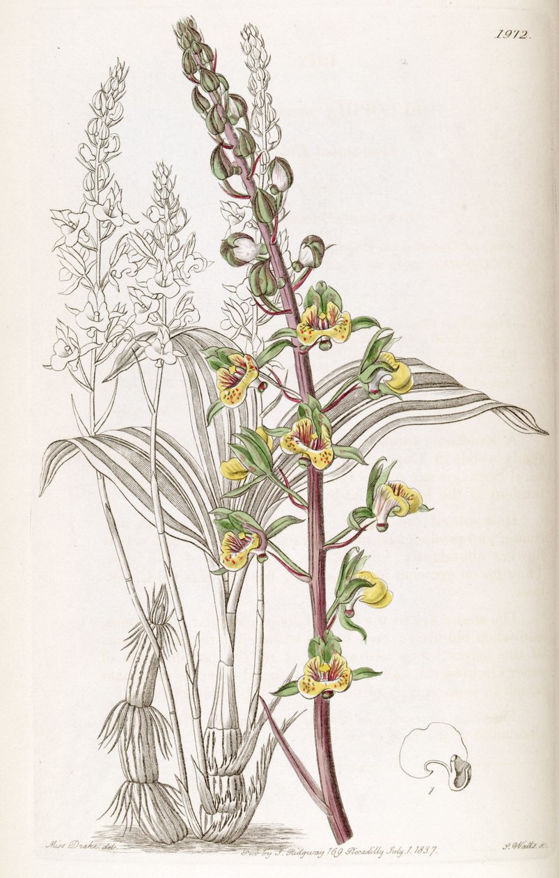 Eulophia sylvatica (mint szin. Eulophia macrostachya) alkotó: Miss Drake