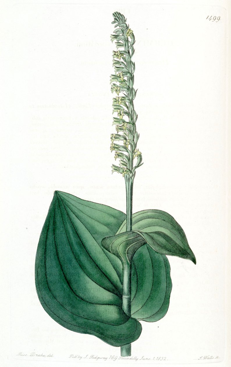 Gennaria diphylla (mint a Herminium cordatum szinonimája) alkotó: Miss Drake