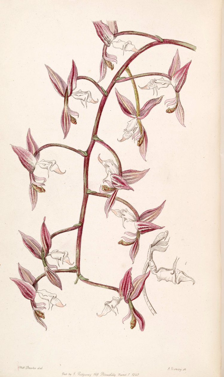 Gongora aromatica (mint syn. Gongora bufonia var. Leucochila) alkotó: Miss Drake