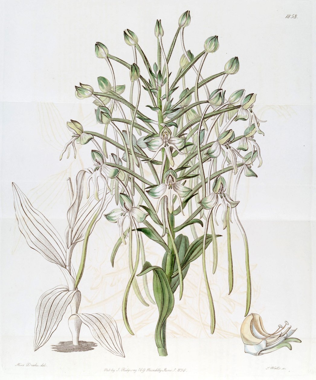 Habenaria procera alkotó: Miss Drake