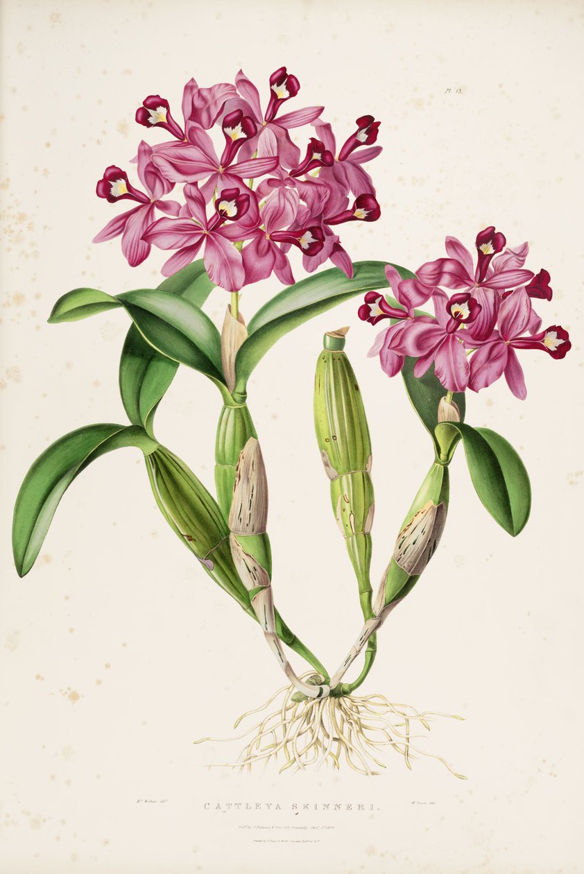 Cattleya skinneri (vagy Guarianthe skinneri) illusztrációja alkotó: Miss Drake