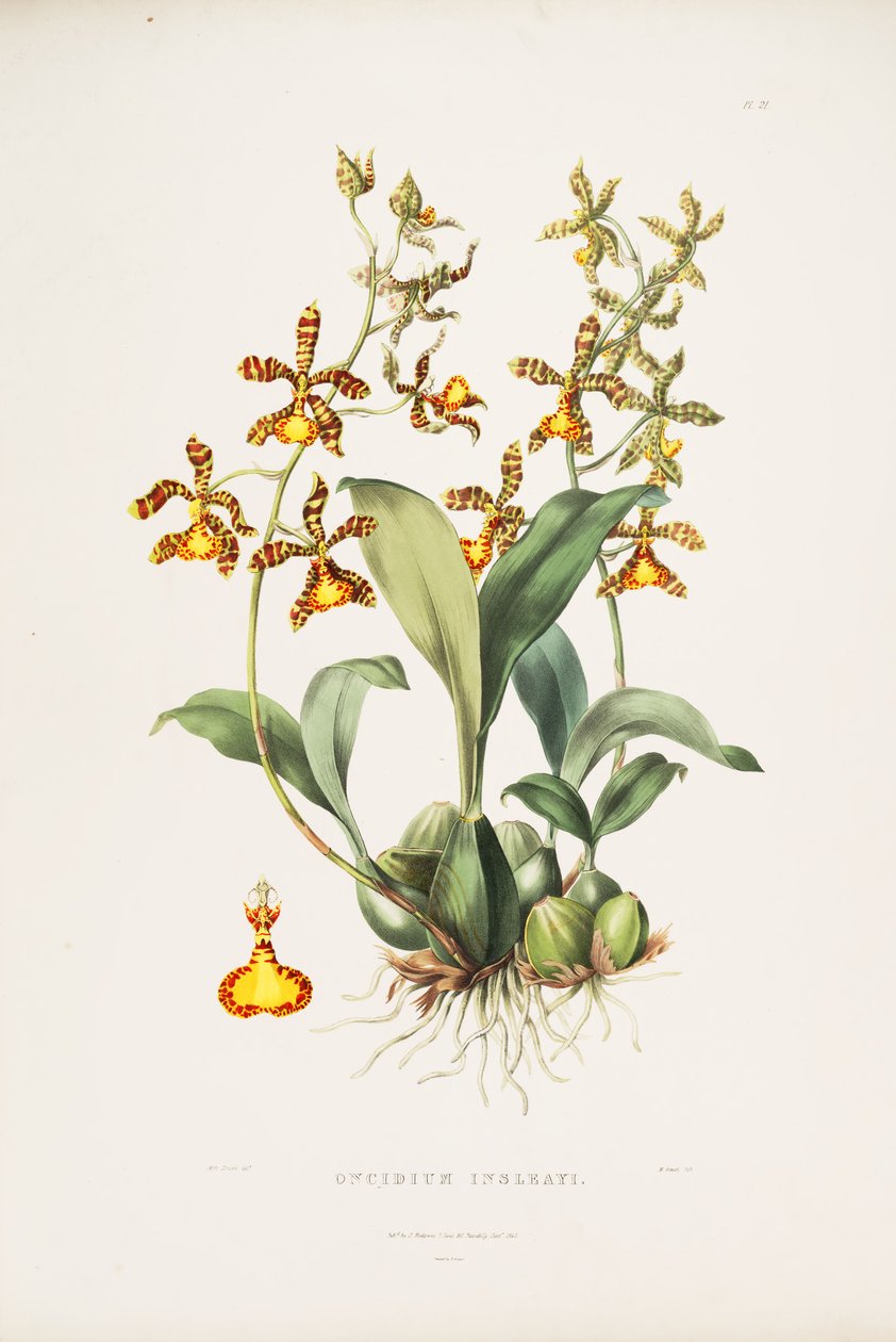 A Rossioglossum insleayi illusztrációja (mint syn. Oncidium insleayi) alkotó: Miss Drake