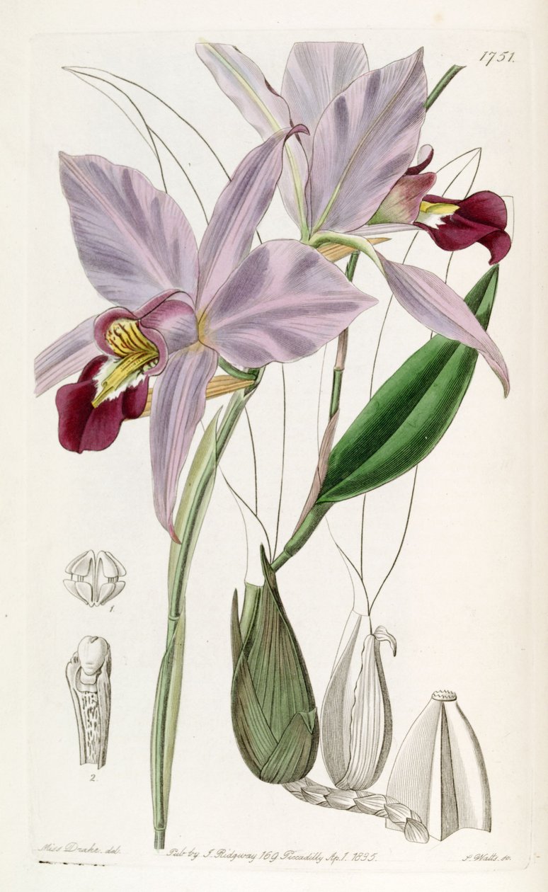 Laelia kételkedett alkotó: Miss Drake