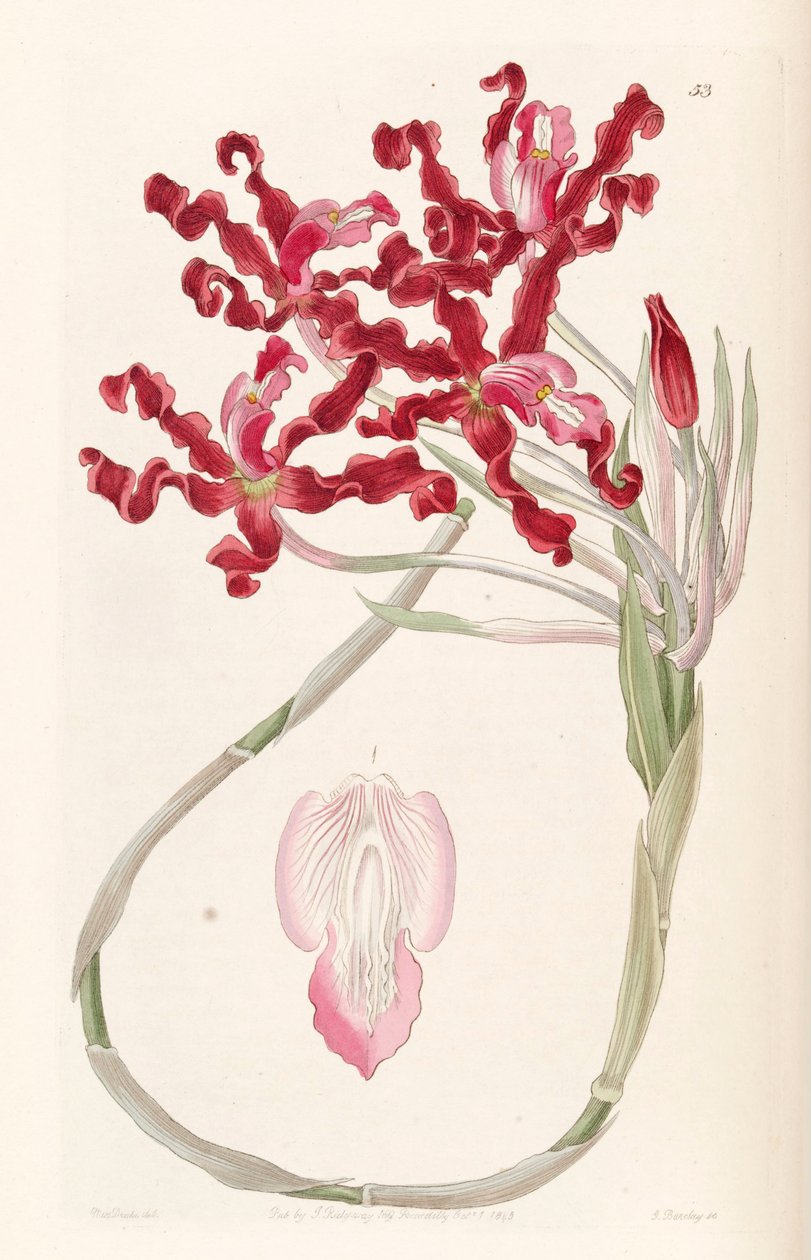 Laelia undulata (mint szin. Schomburgkia undulata) alkotó: Miss Drake