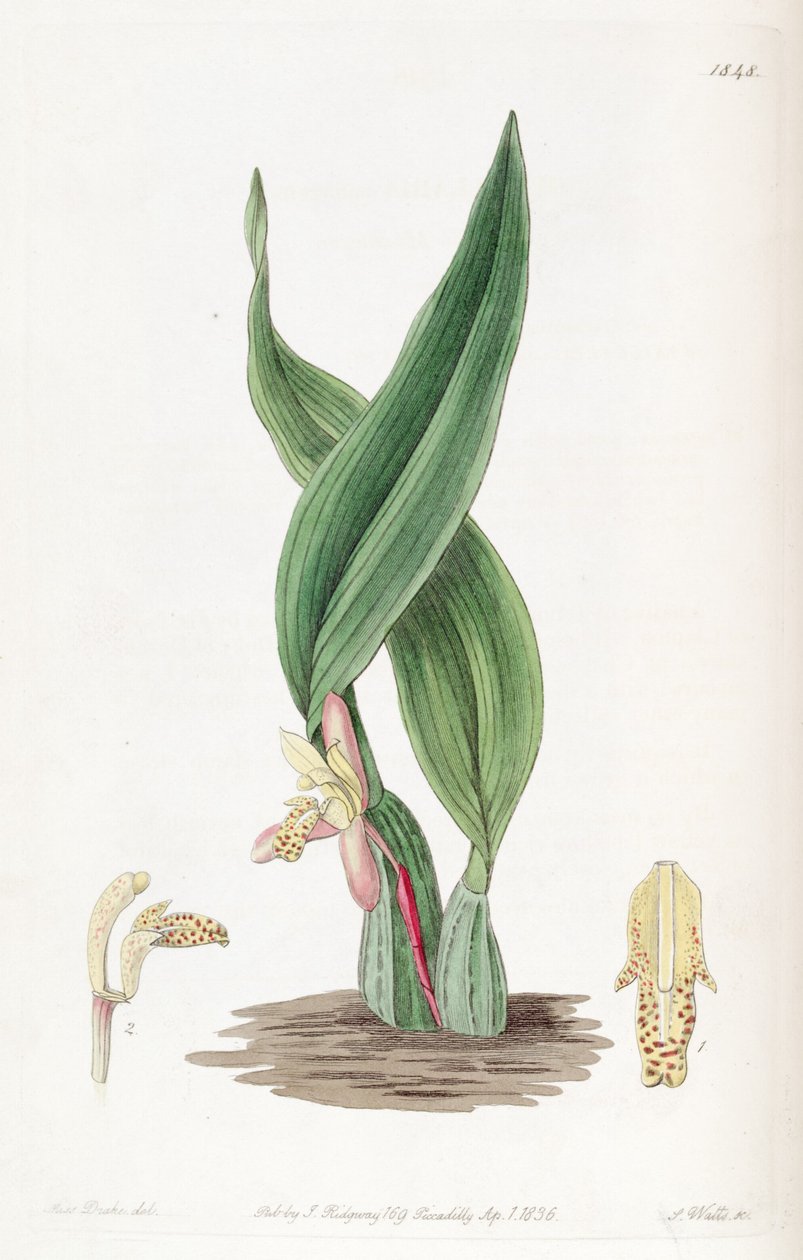 Maxillaria rufescens alkotó: Miss Drake