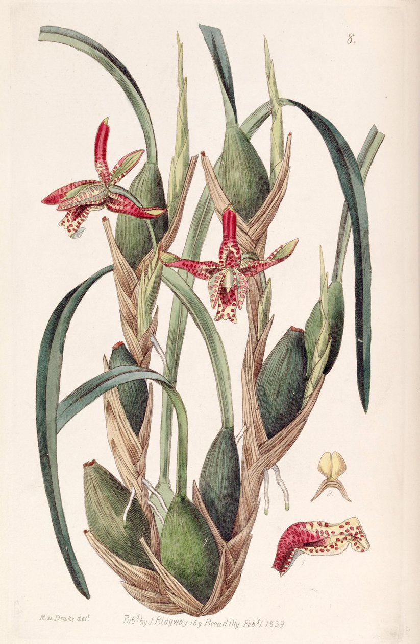 Maxillaria tenuifolia vagy Maxillariella tenuifolia alkotó: Miss Drake