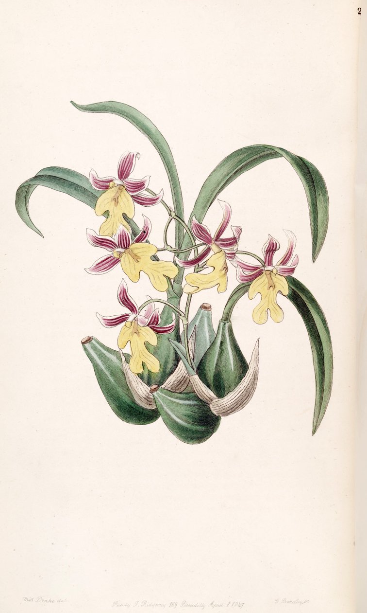 Mexicoa ghiesbreghtiana (mint syn. Odontoglossum warneri var. Purpuratum) alkotó: Miss Drake