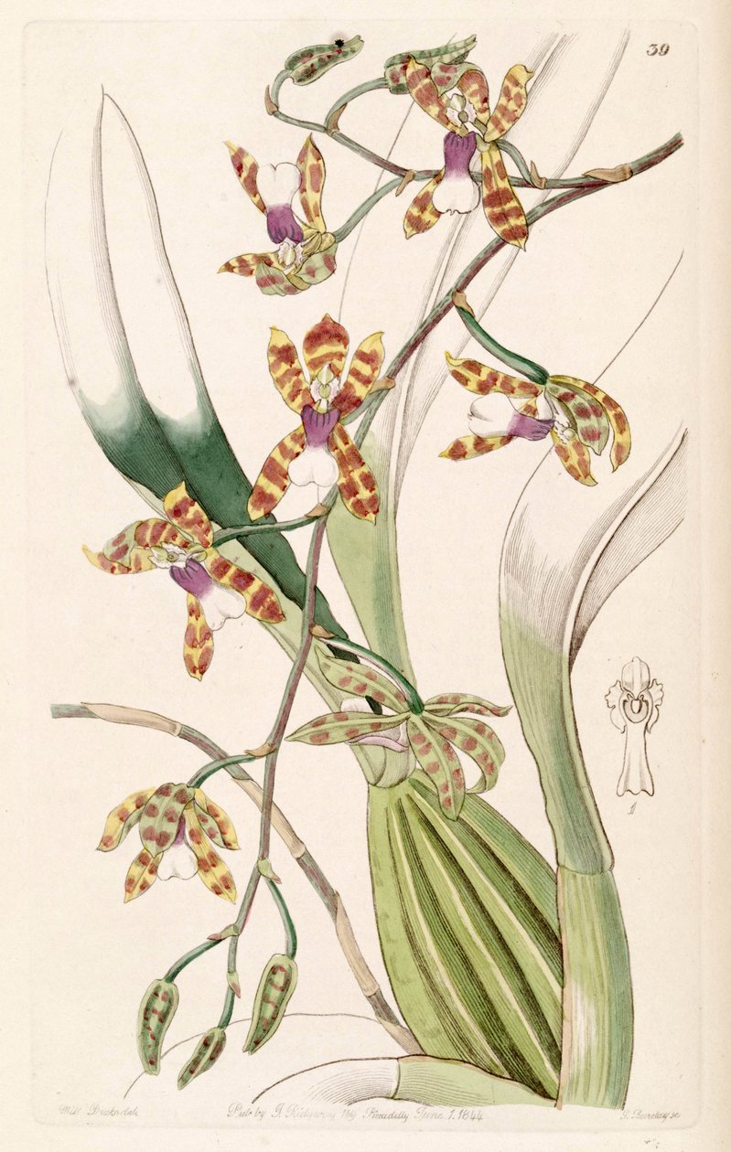 Miltonioides laevis (mint syn. Odontoglossum laeve) alkotó: Miss Drake