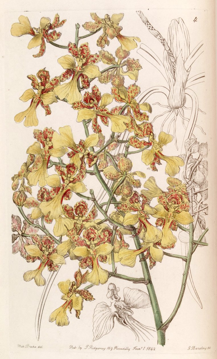 Oncidium cebolleta vagy Trichocentrum cebolleta (szinonimaként Oncidium longifolium) alkotó: Miss Drake