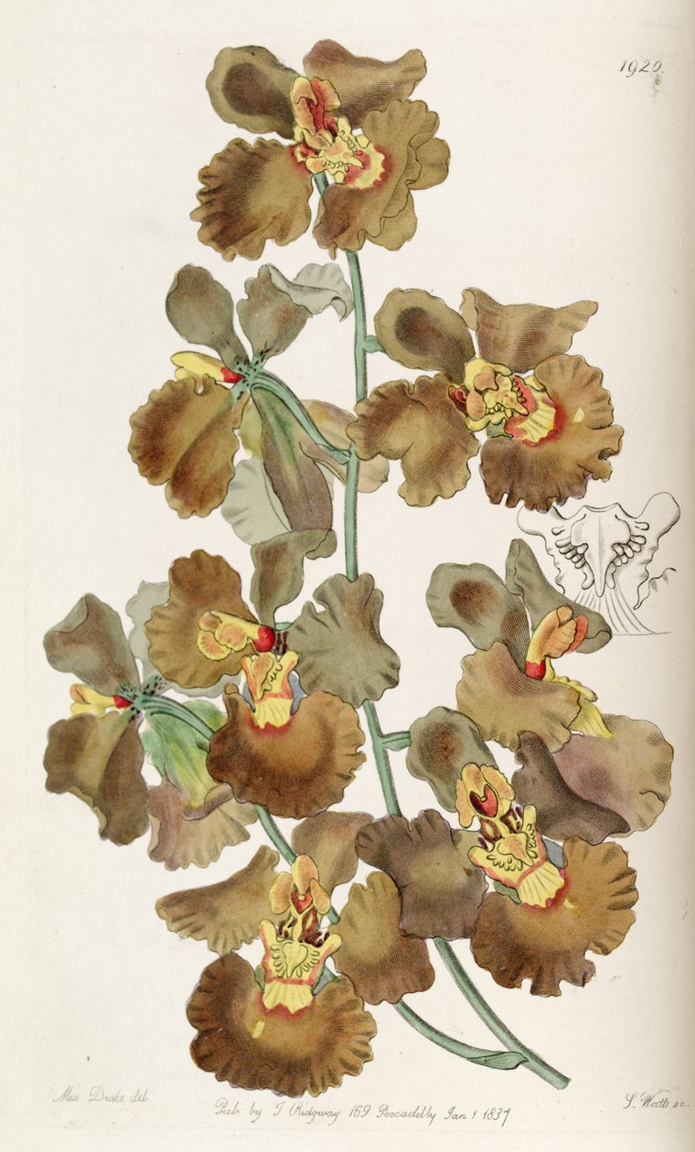 Oncidium crispum alkotó: Miss Drake
