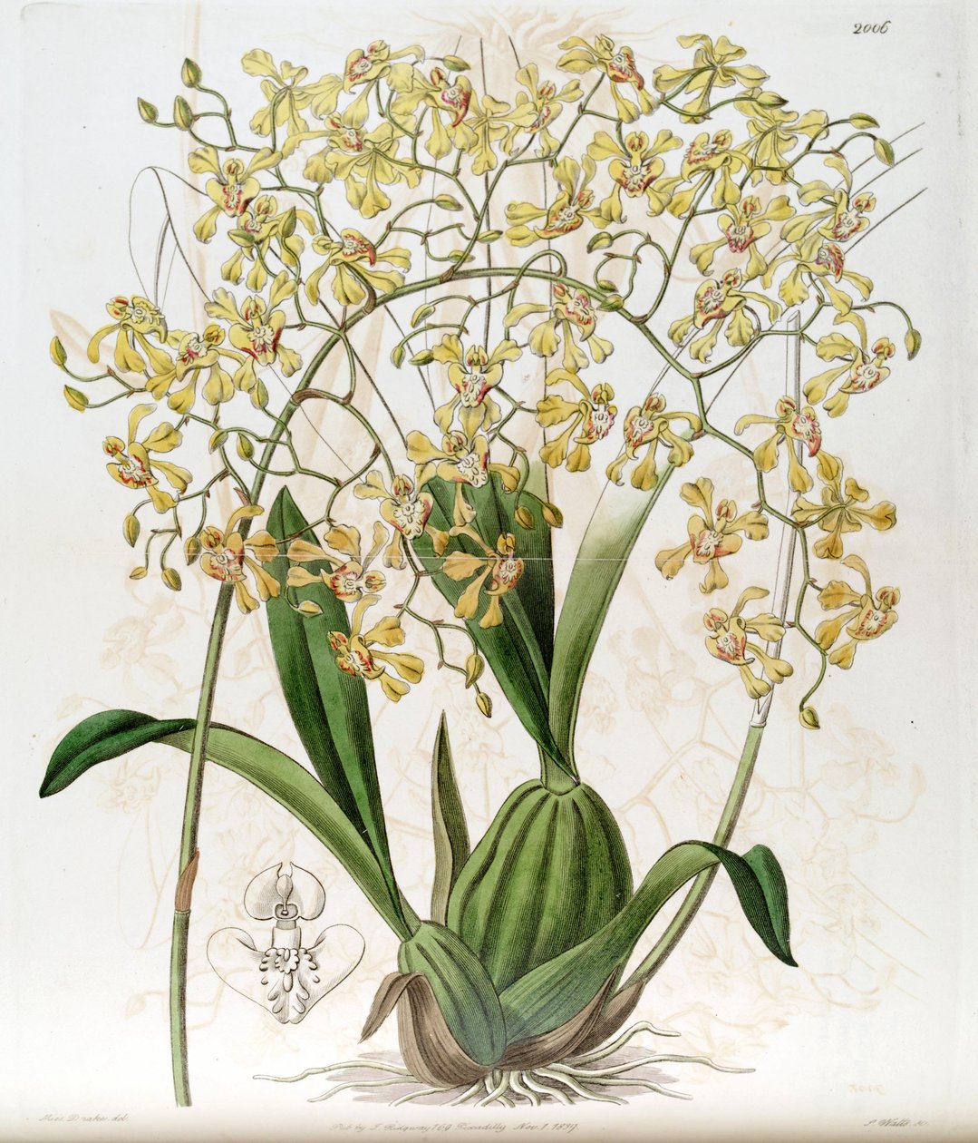 Oncidium deltoideum (Cynorchis fastigiata néven írják alkotó: Miss Drake
