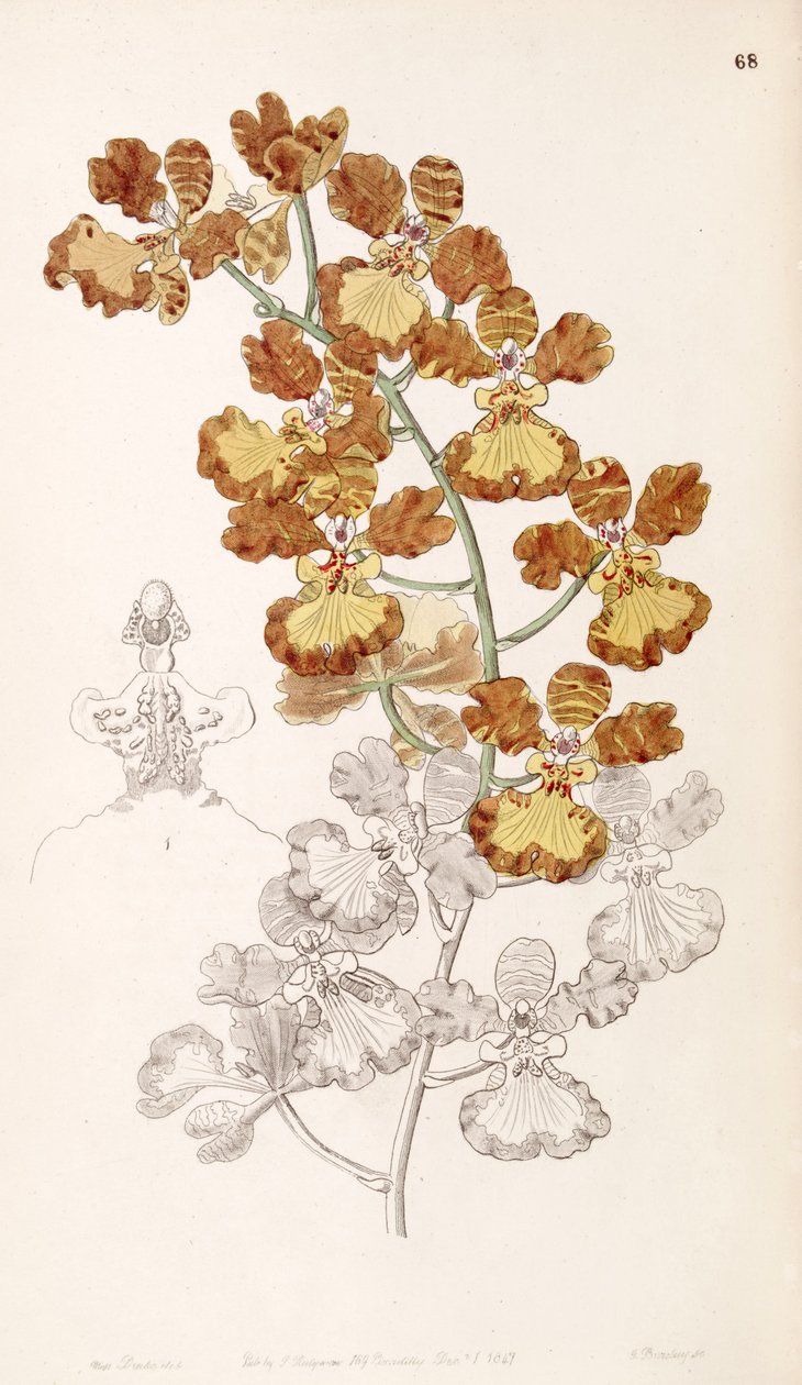Oncidium gardneri (syn. Oncidium curtum) alkotó: Miss Drake
