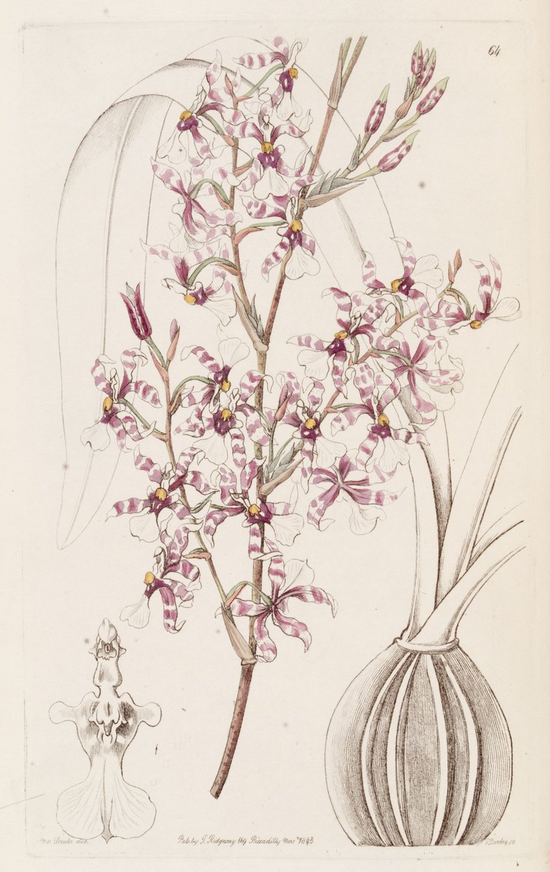 Oncidium incurvus alkotó: Miss Drake