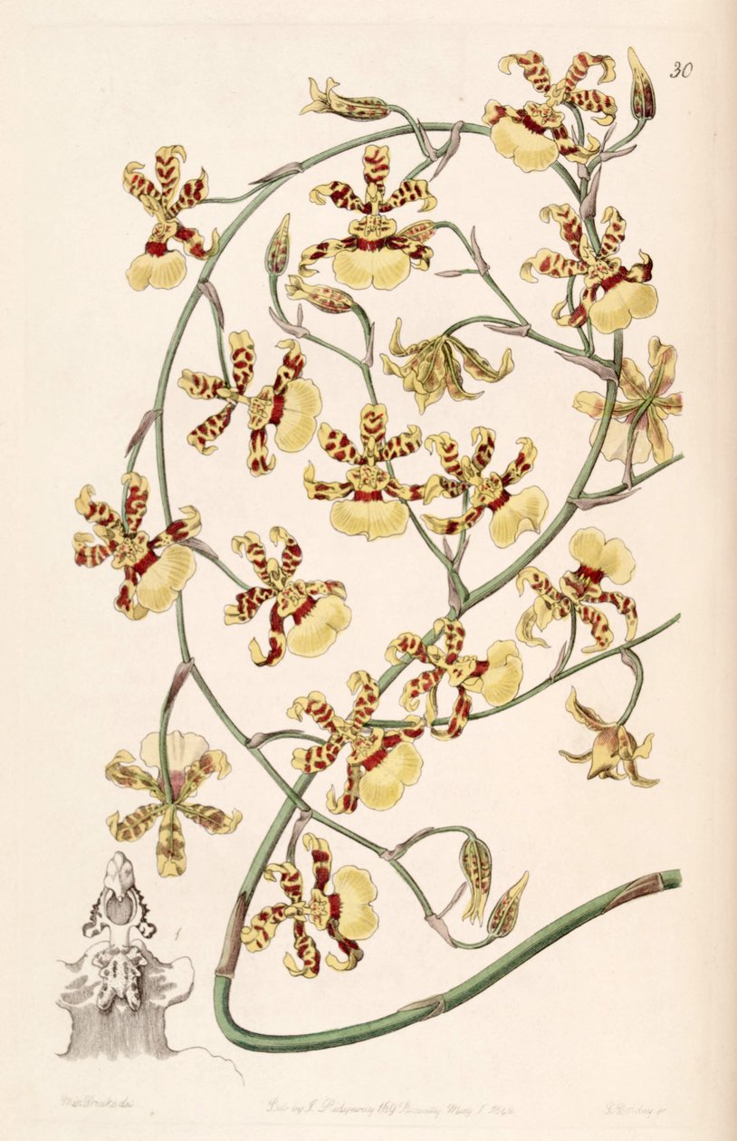Oncidium sphacelatum alkotó: Miss Drake
