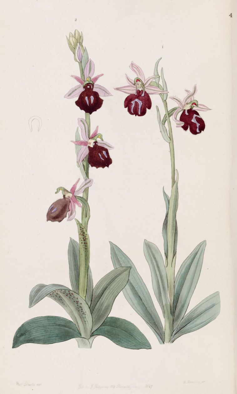 Ophrys ferrum-equinum (bal, 2. ábra) és Ophrys bombyliflora (mint syn. Ophrys tabanifera) (jobb, 1. ábra) alkotó: Miss Drake