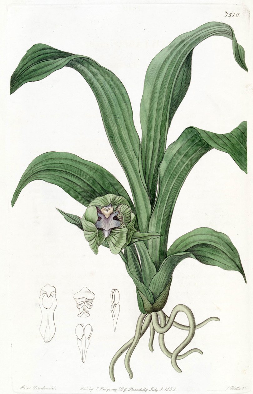 Pabstia viridis (mint szin. Maxillaria viridis) alkotó: Miss Drake