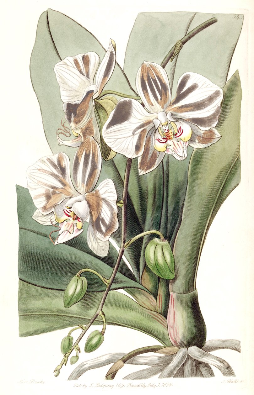 Phalaenopsis aphrodite subsp. aphrodite (mint syn. Phalaenopsis amabilis Lindl. (1838), nom. illeg. alkotó: Miss Drake