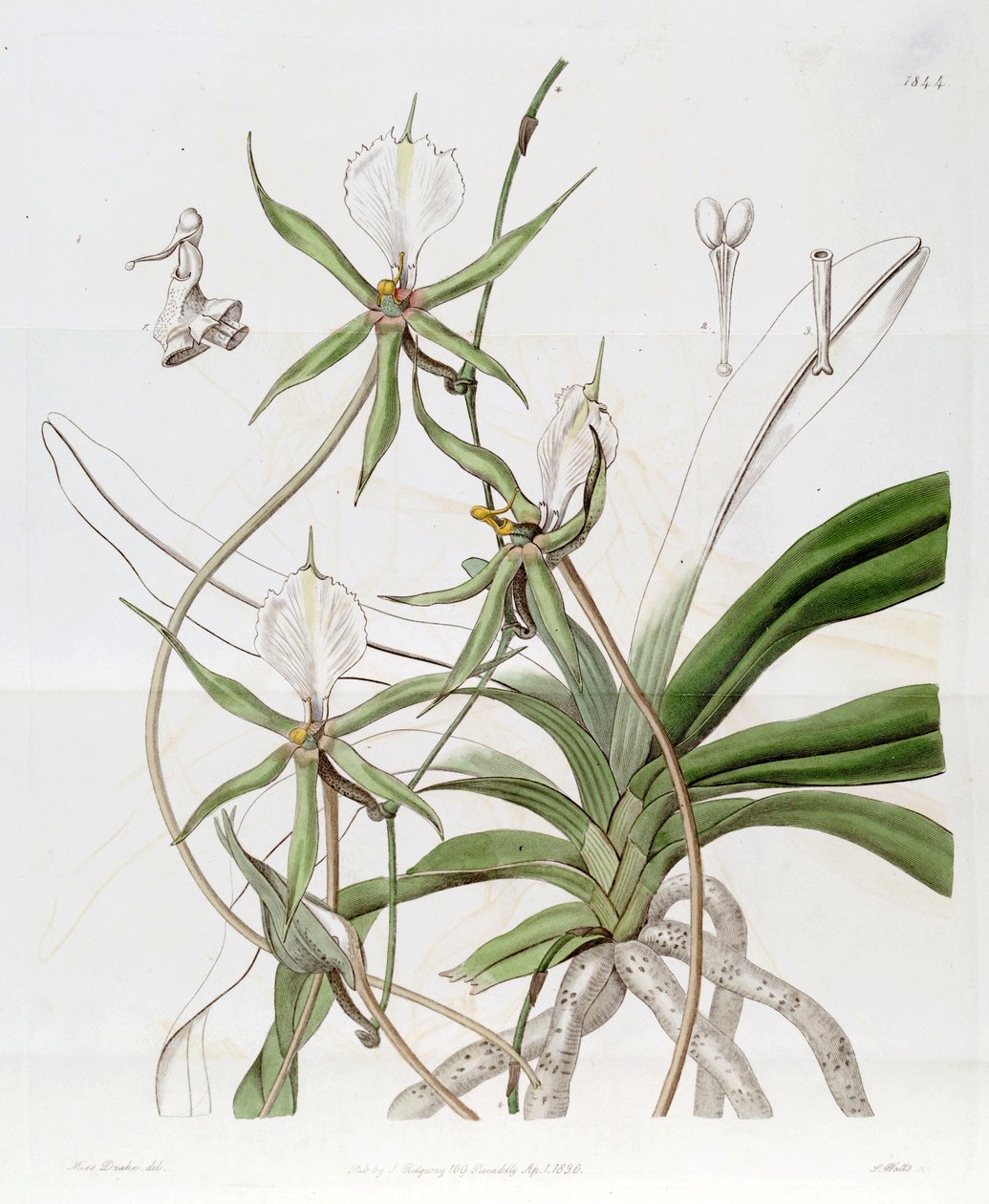 Plectrelminthus caudatus (mint szin. Angraecum caudatum) alkotó: Miss Drake
