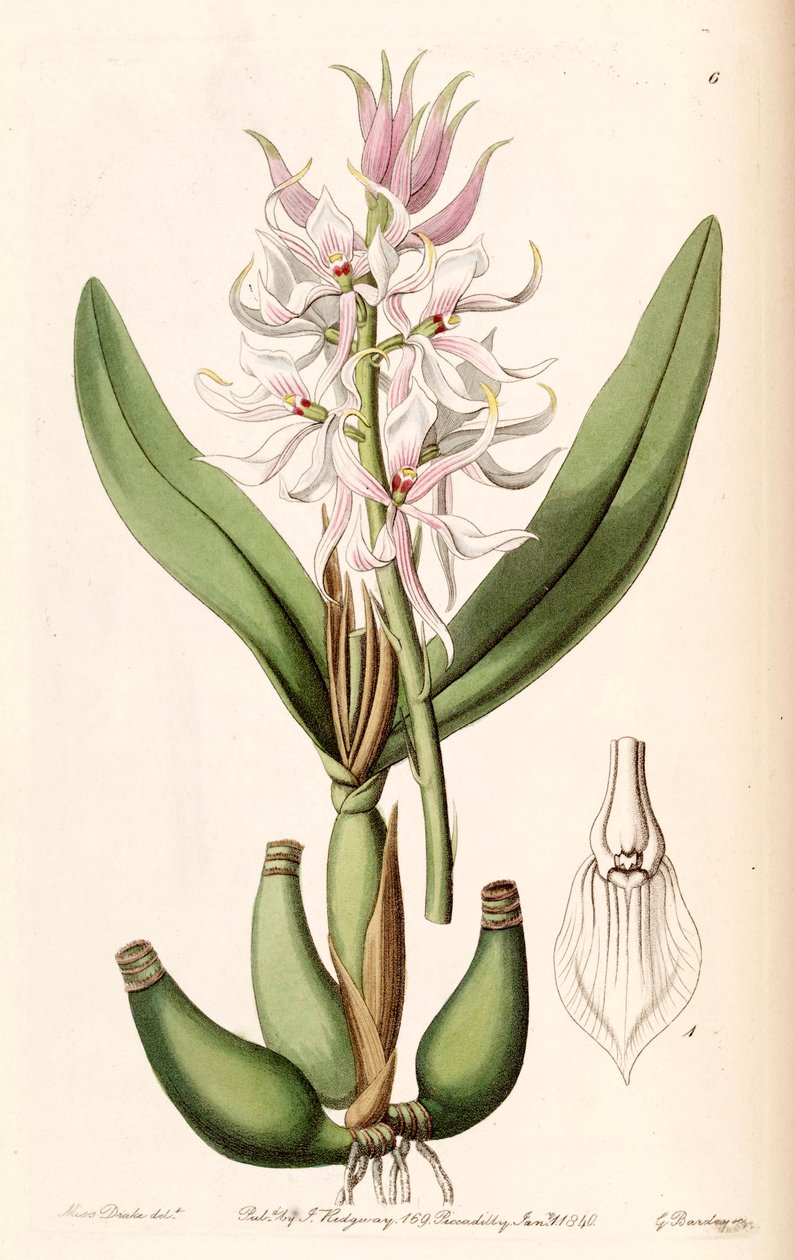 Prosthechea glumacea (mint szin. Epidendrum glumaceum) alkotó: Miss Drake