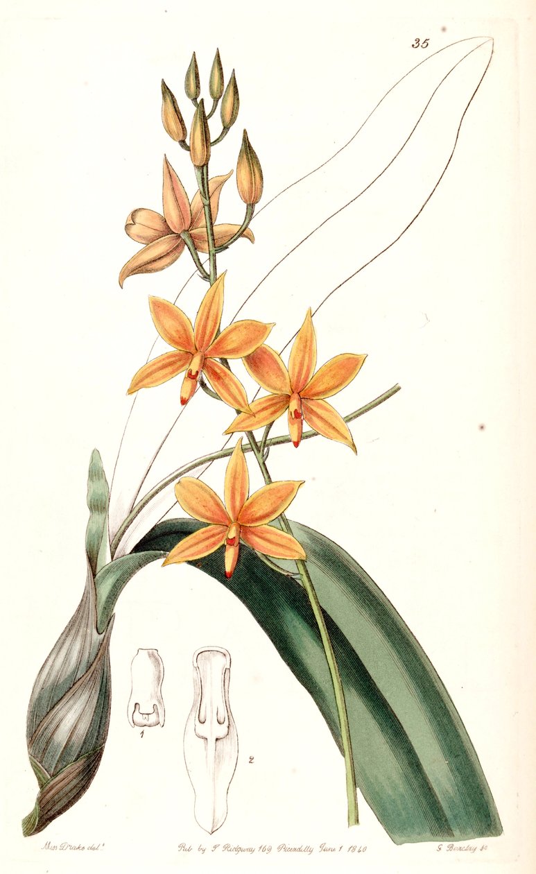 További vitellinek (let plusz Epidendrom vitellinom) alkotó: Miss Drake