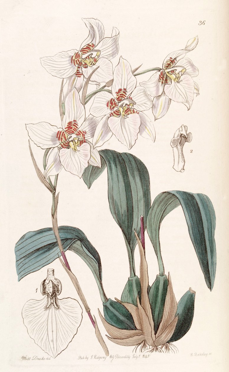 Rhynchostele cervantesii (mint syn. Odontoglossum cervantesii) alkotó: Miss Drake