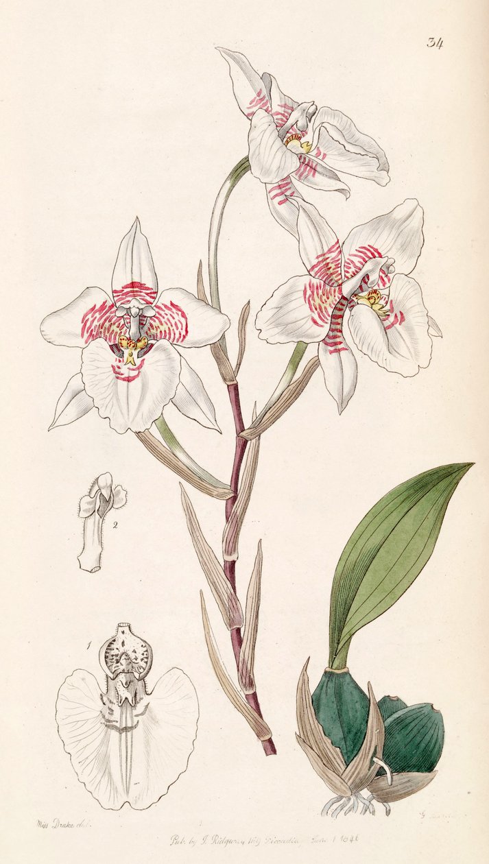 Rhynchostele cervantesii (mint syn. Odontoglossum membranaceum) alkotó: Miss Drake