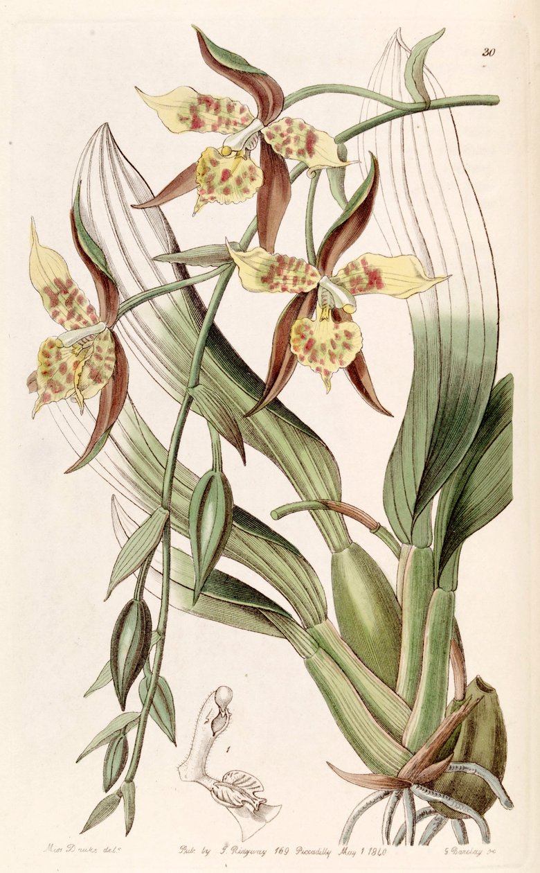 Rhynchostele maculata (mint syn. Odontoglossum maculatum) alkotó: Miss Drake