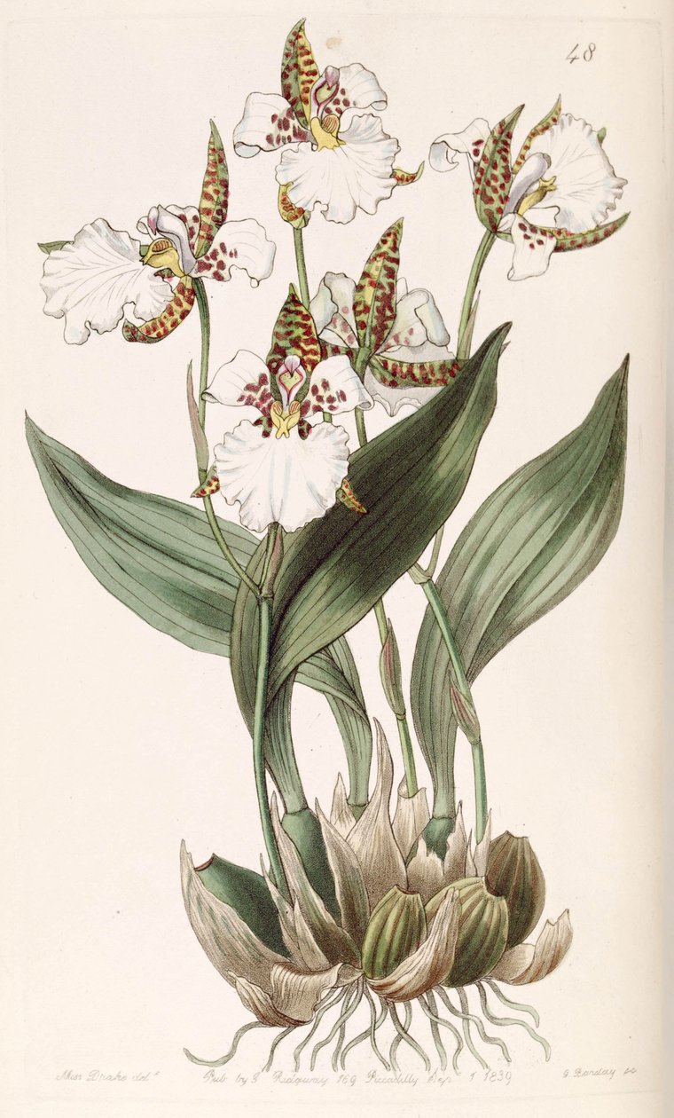 Rhonhostele of Russia (ász fia. Odontoglossum of Russia) alkotó: Miss Drake