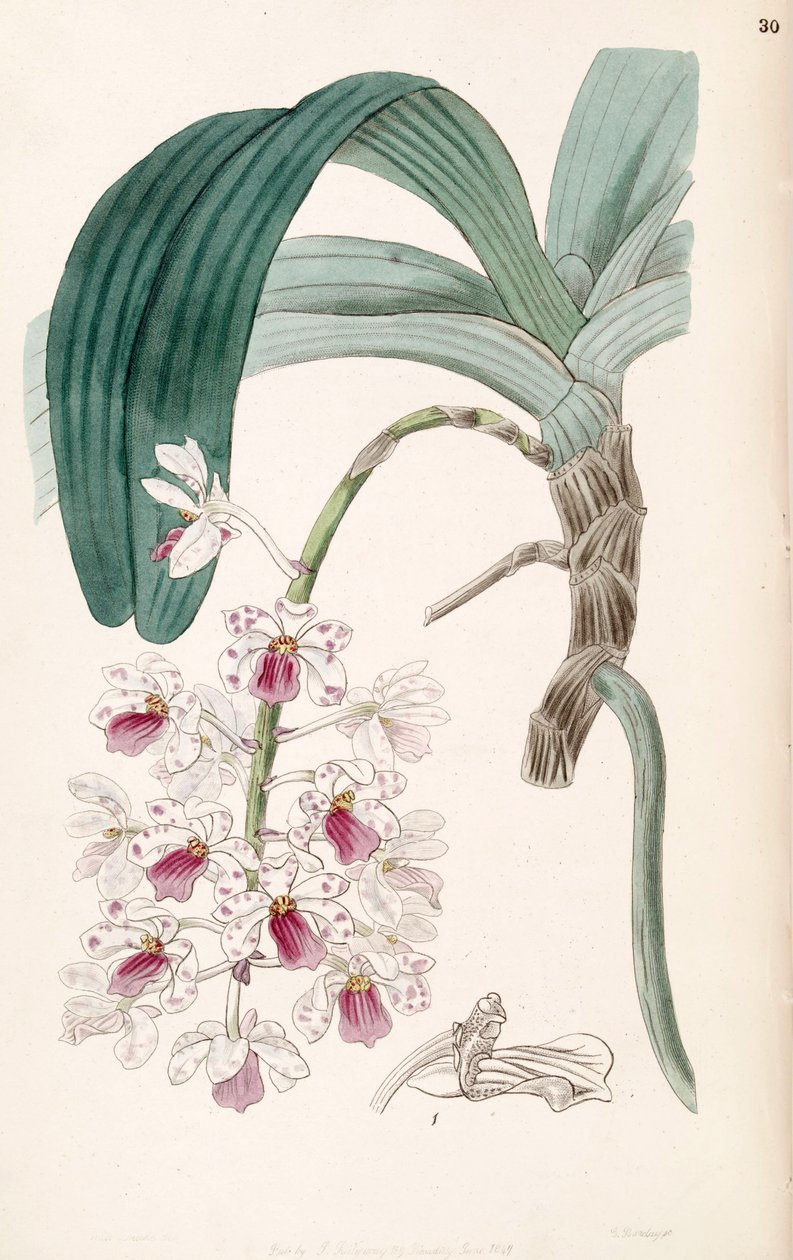 Rhynchostylis gigantea subsp. violacea (mint sz. Vanda violacea) alkotó: Miss Drake