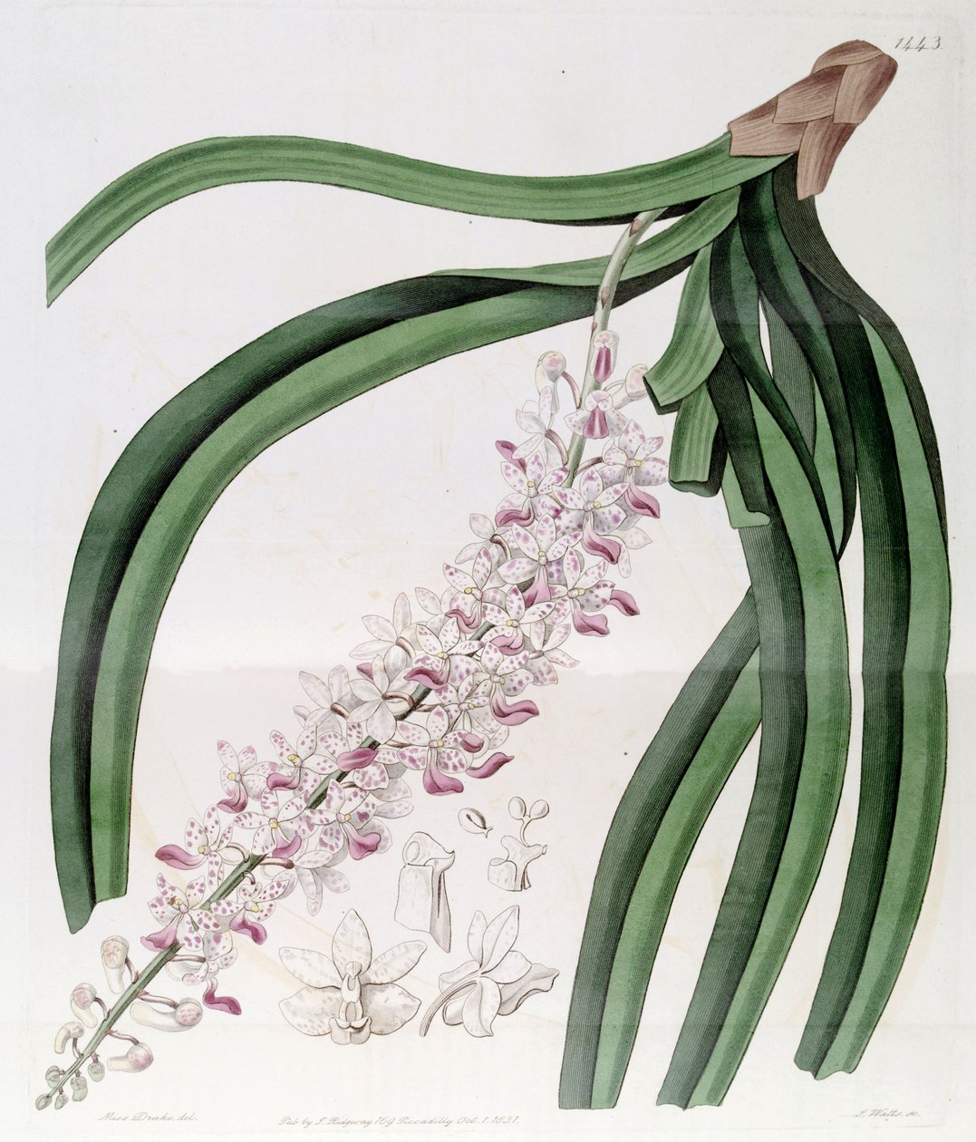 Rhynchostylis retusa (mint syn. Eulophia mackaiana) alkotó: Miss Drake