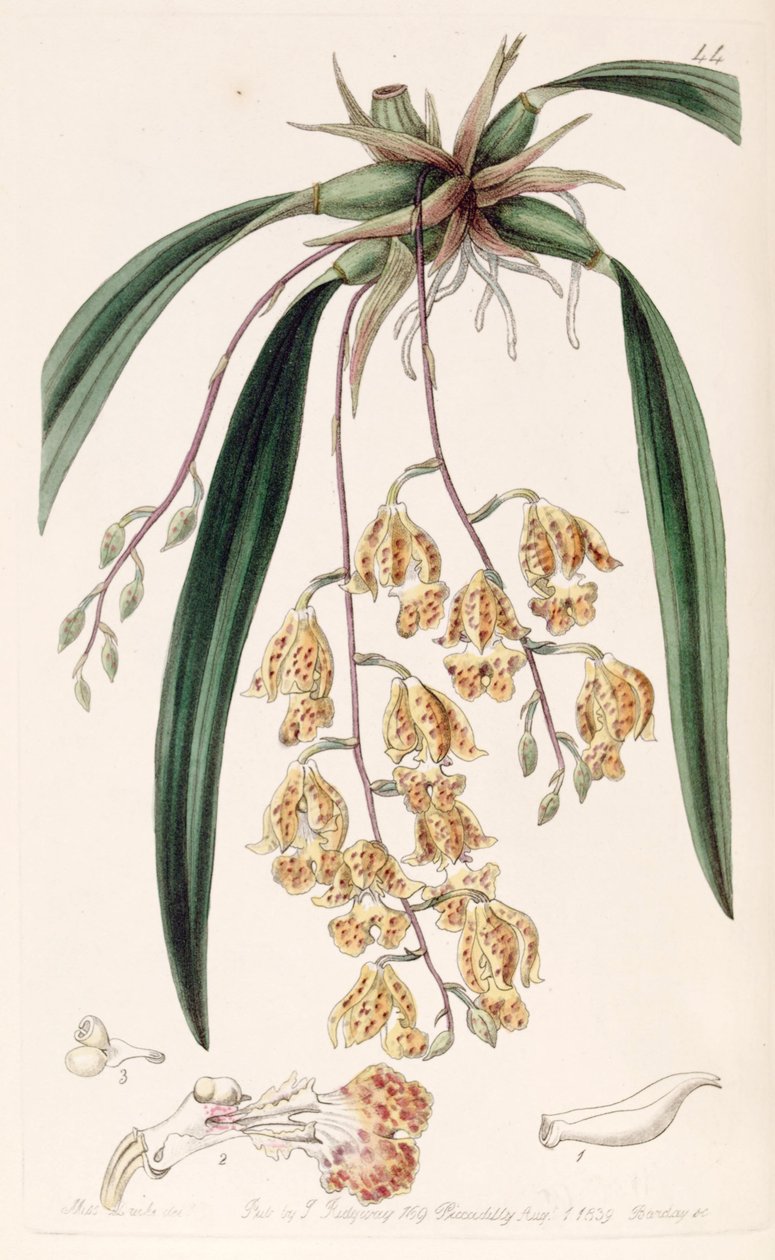Rodriguezia sticta (mint szin. Burlingtonia maculata) alkotó: Miss Drake