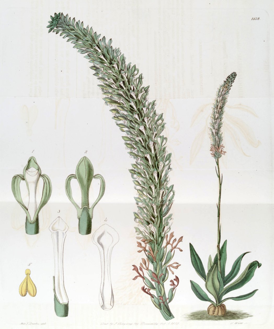 Sauroglossum nitidum (mint syn. Sauroglossum elatum) alkotó: Miss Drake